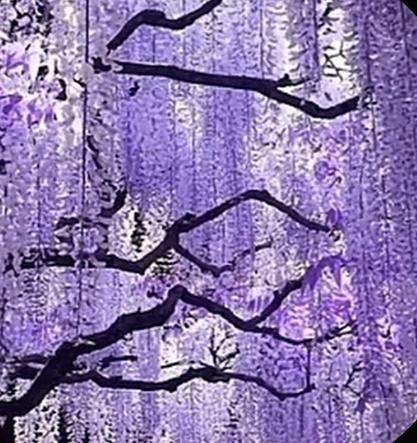 Wisteria Smile