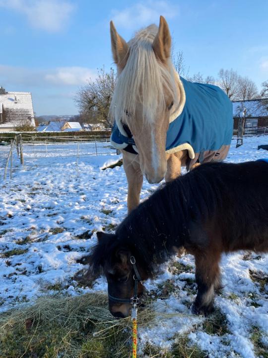 Martina Morgen-Goethner