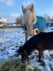 Martina Morgen-Goethner