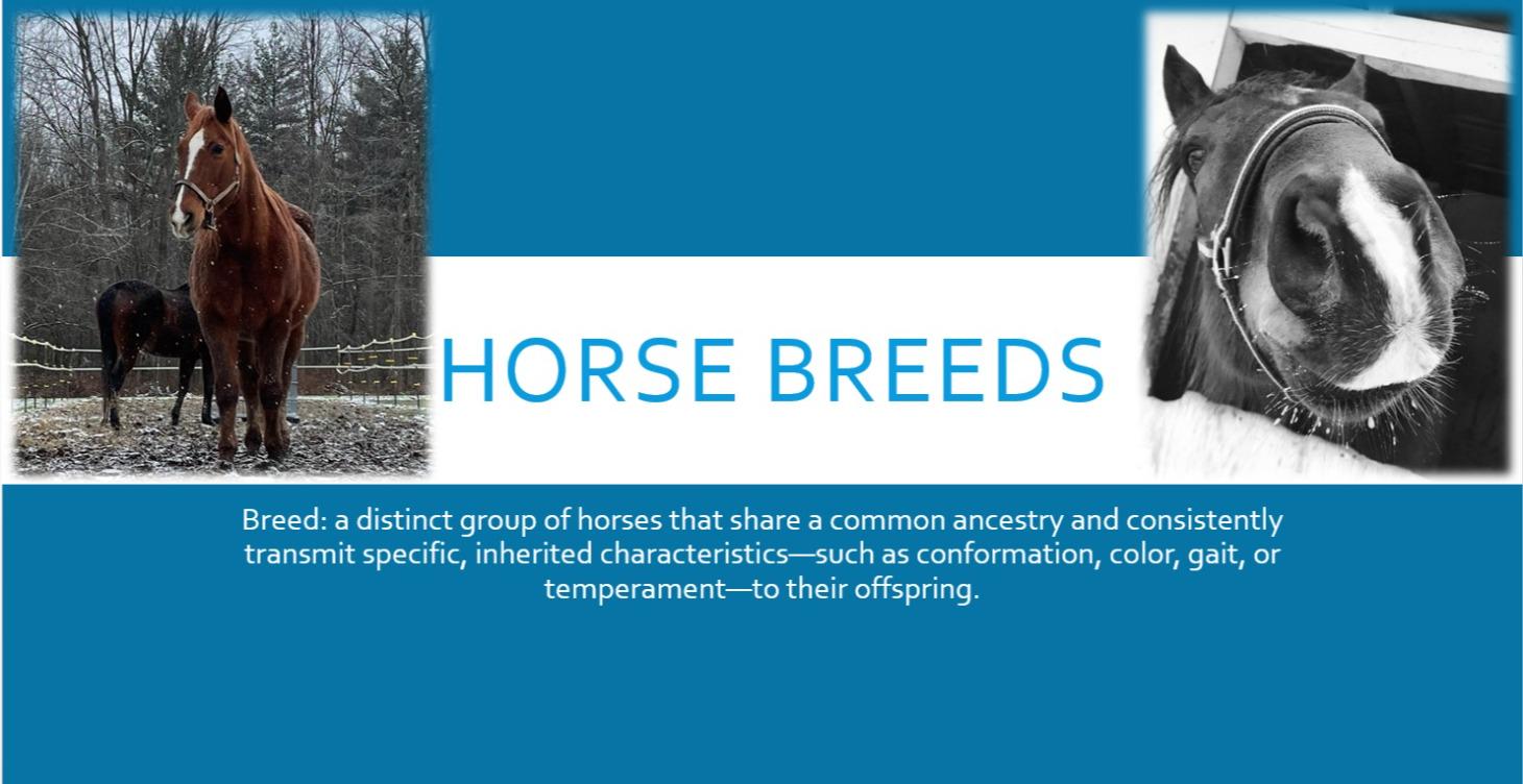 Horse Breeds