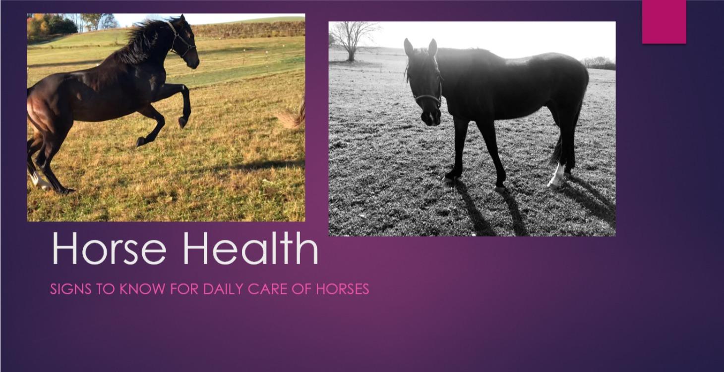 Horse Health