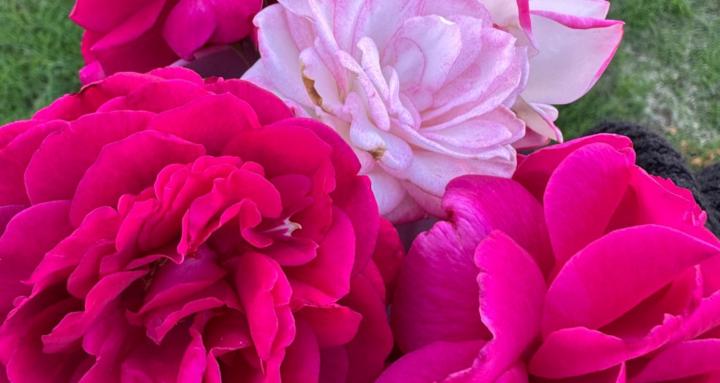 Cultivating Love’s Apothecary