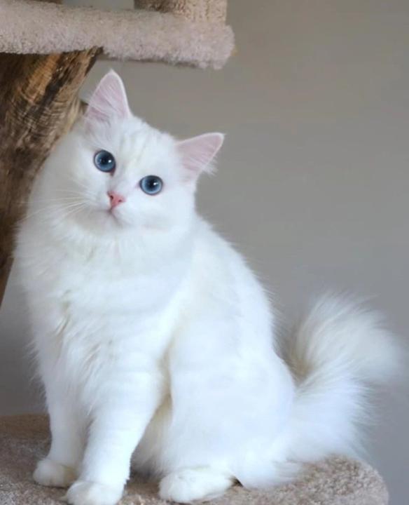 أميرة الحسنية