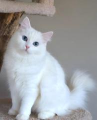 أميرة الحسنية