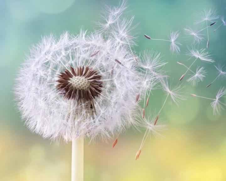 Esther van den Akker