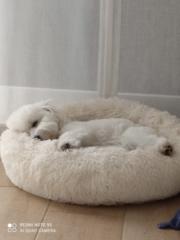 Manuela Solís Gallego