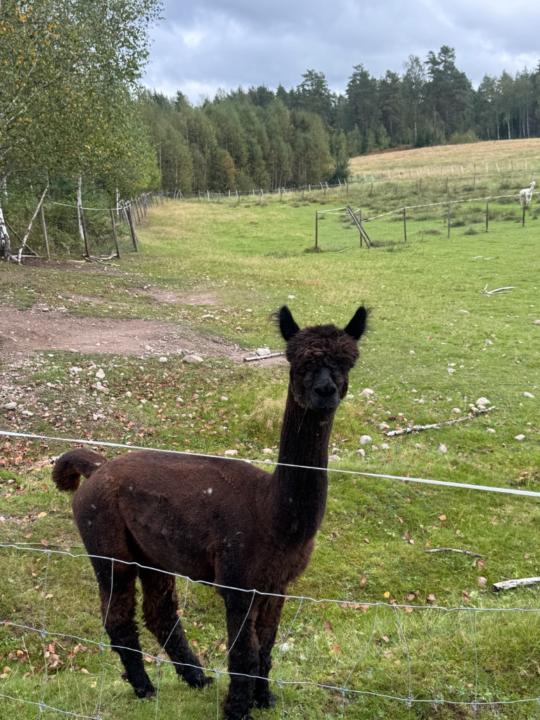 Hugo Hansson Lindberg