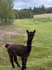 Hugo Hansson Lindberg