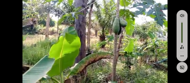 Satisfying watching something you plant grow