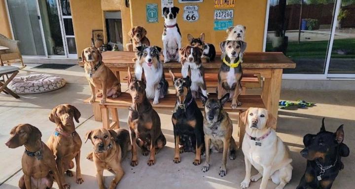 K9 Decoded
