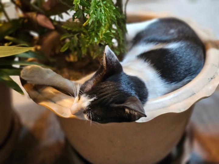 Ahmedzinan Mohamedfuad