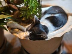 Ahmedzinan Mohamedfuad