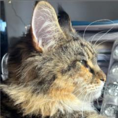 Kit Penelope Pryce