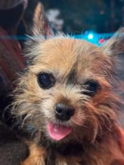 Oscar Villa