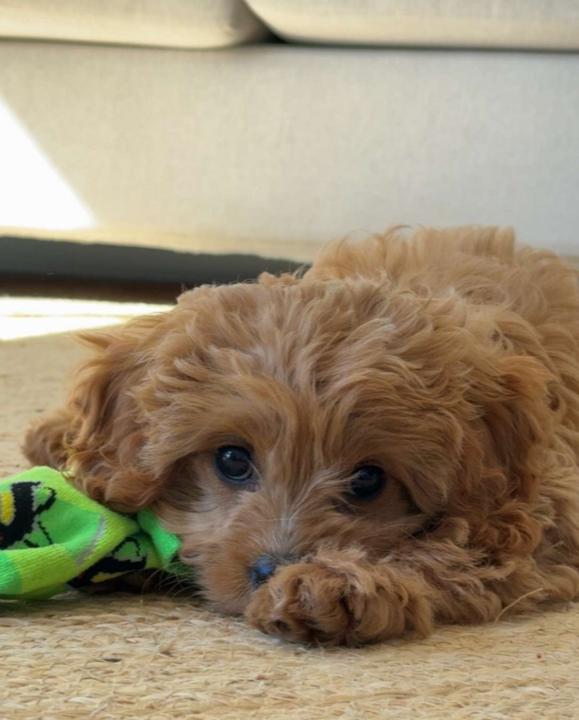 Matt Skilton