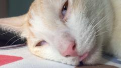 Mark Anthony Crisostomo