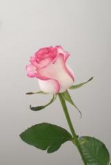 Soukaina Soukaina