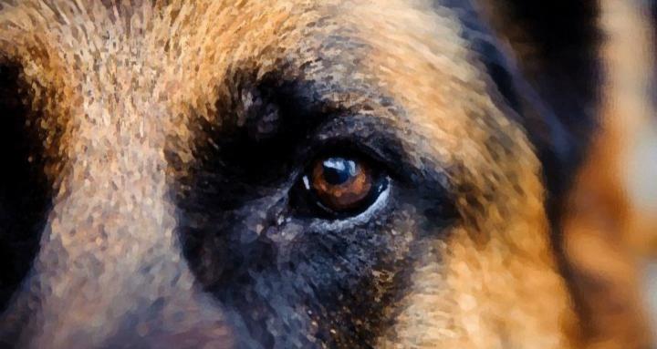 Prana Canine Academy