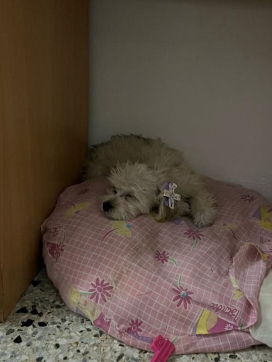 Luis Arturo Montes Gutierrez