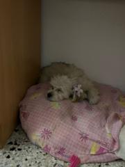 Luis Arturo Montes Gutierrez