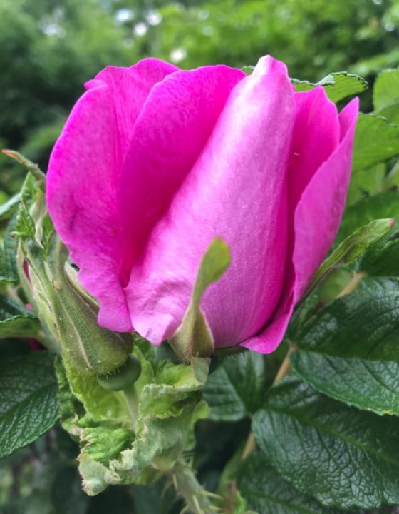 Rose Rose