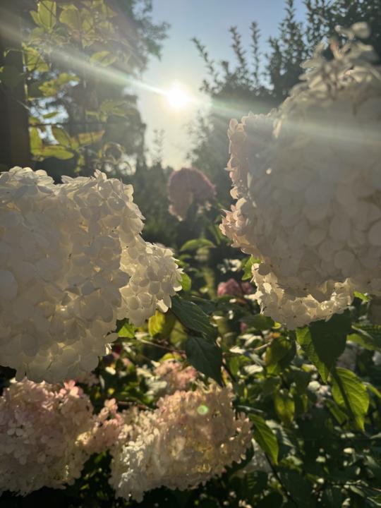 Sonntags im Garten 🪴 