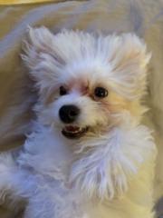 Bichon Mochi