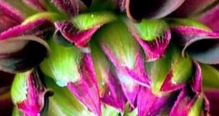 Professional Florist Guru