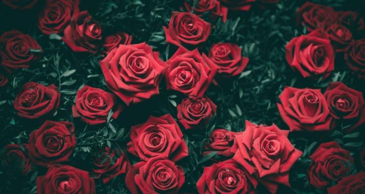 Alchemy Earth Rose Academy