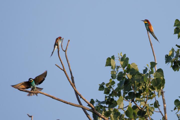 Bienenfresser am Tuniberg