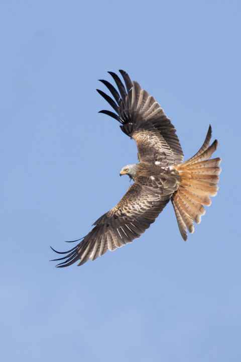 Majestätischer Rotmilan im Flug