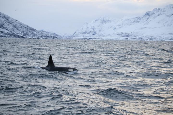 Orcas in Norwegen