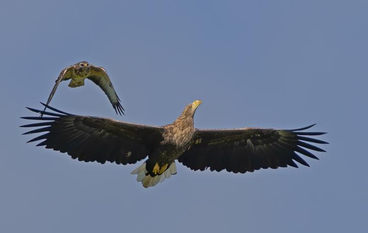 Nerviger Bussard