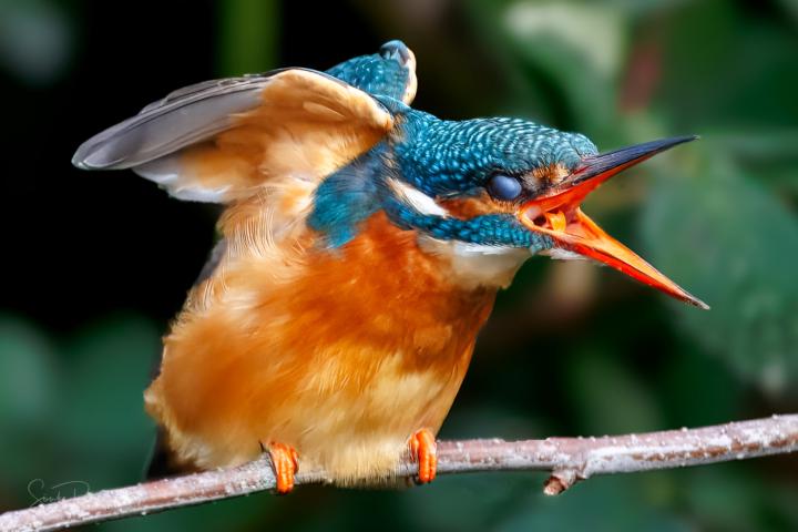 Eisvogel zeigt Emotionen