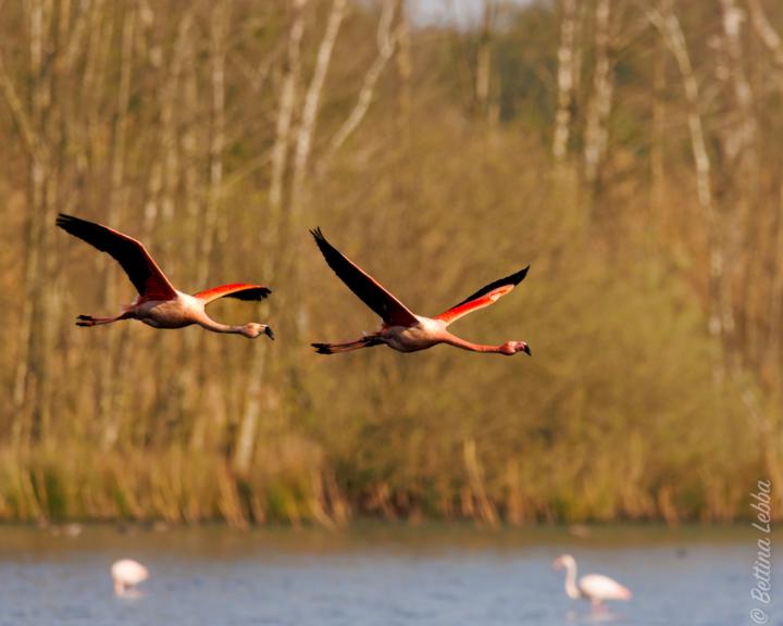 Ostergrüße von den Flamingos