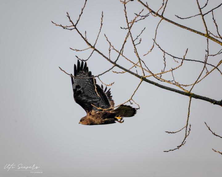 Mäusebussard im Flug