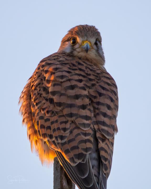Turmfalke im Abendlicht