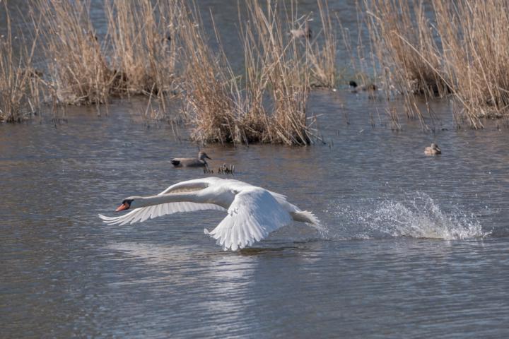 Schwan in Angriffslaune