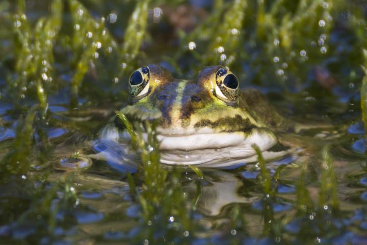 Frosch