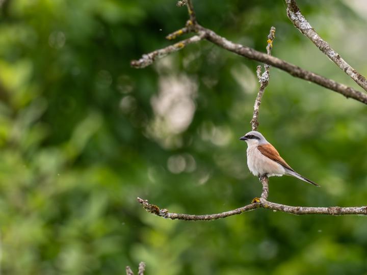 Abendspaziergang Isarauen