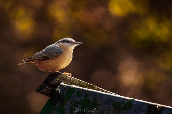 Kleiber (Eurasian Nuthatch)