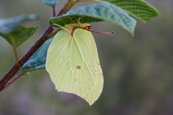 Zitronenfalter 