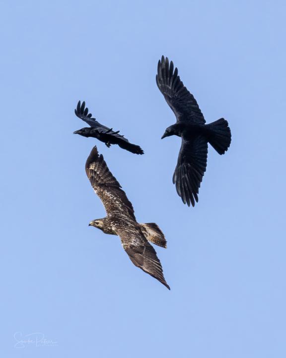 Luftkampf Rabenkrähen gegen Bussard