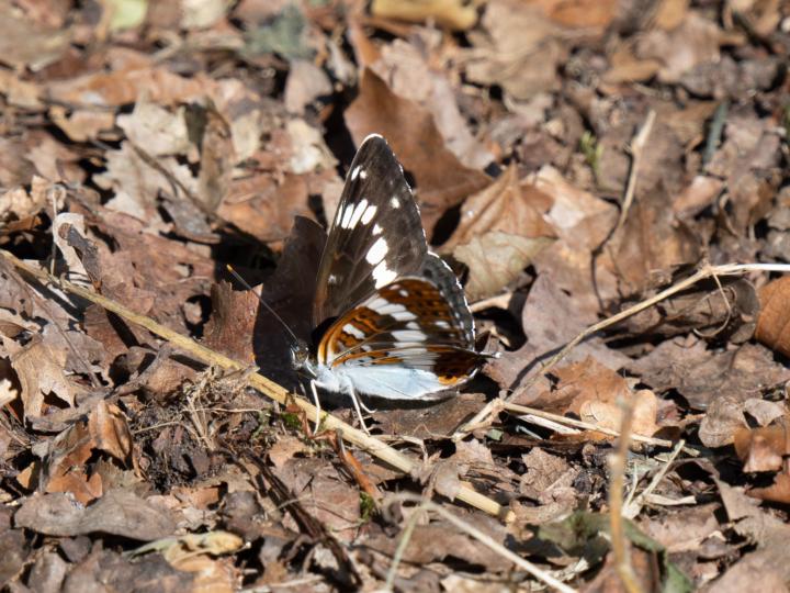 Eisvogel ohne Schnabel... Kleiner Eisvogel