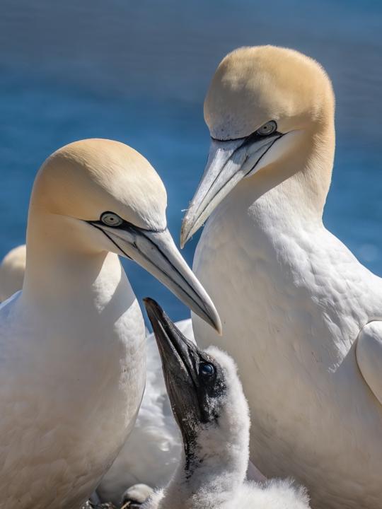Basstölpel auf Helgoland