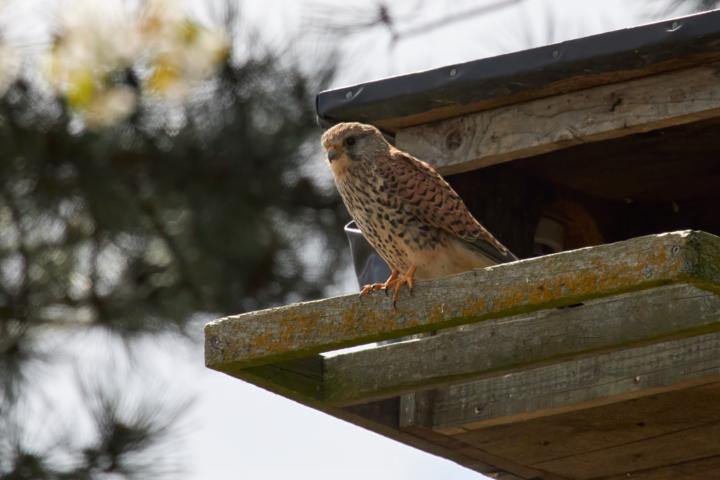 Turmfalke