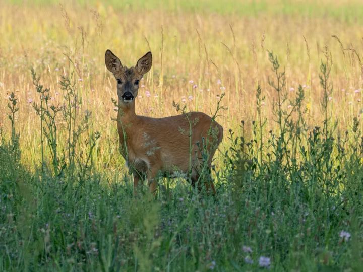 Morgenstunde mit Reh