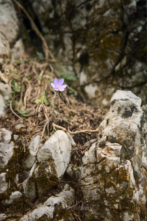 Beim wandern entdeckt