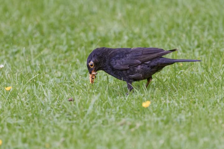Amsel