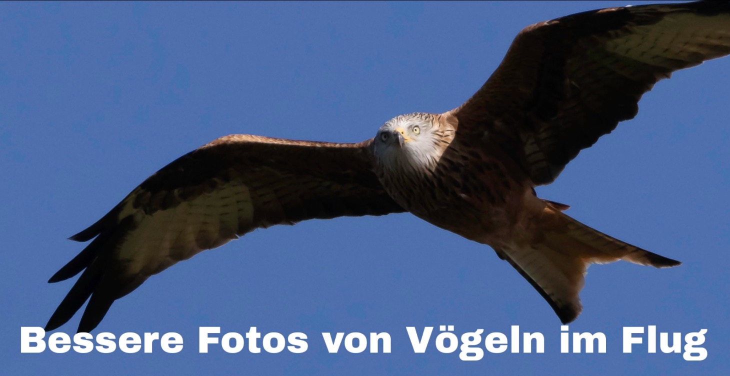 10 Tipps für bessere Fotos fliegender Vögel